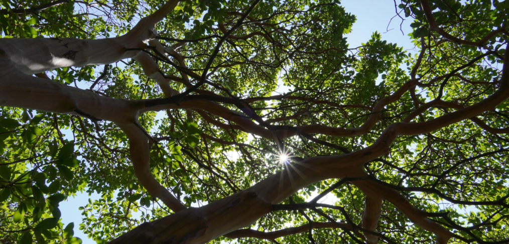 Ayurveda meditation, online, ayurveda teachings, ayurveda course, nature, athens